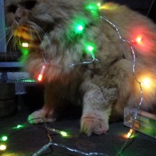 Пожалуй, самое универсальное украшение