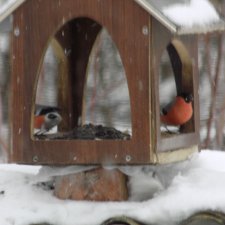 И снова о птичках