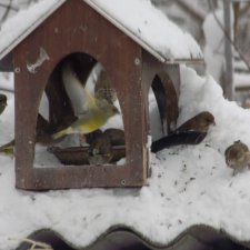 Кормление птичек зимой