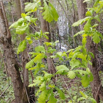 Посылки из за рубежа
