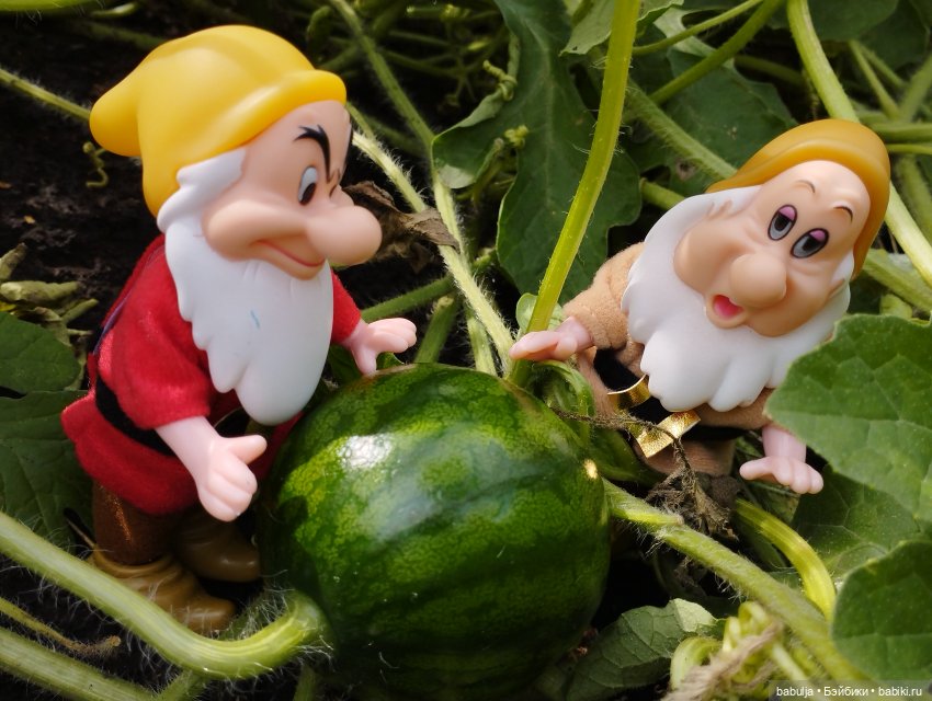 Продолжаю знакомить с вновь прибывшими