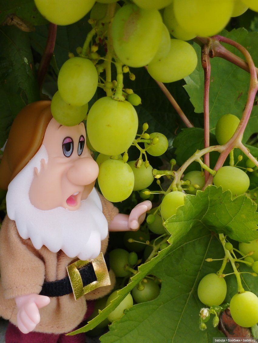 Продолжаю знакомить с вновь прибывшими (фото 6)