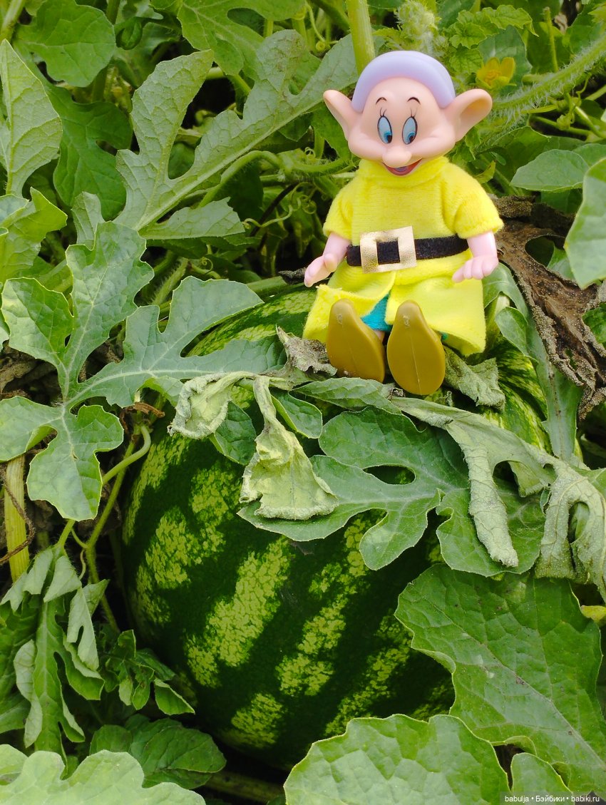 Продолжаю знакомить с вновь прибывшими