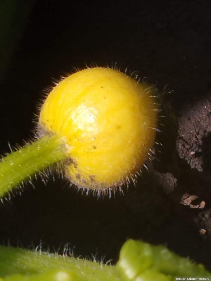 История маленькой тыковки (фото 4)