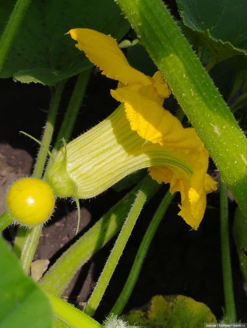 История маленькой тыковки (фото 2)