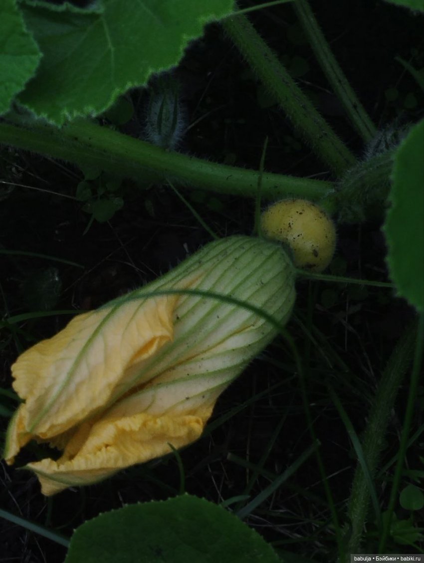 История маленькой тыковки (фото 3)