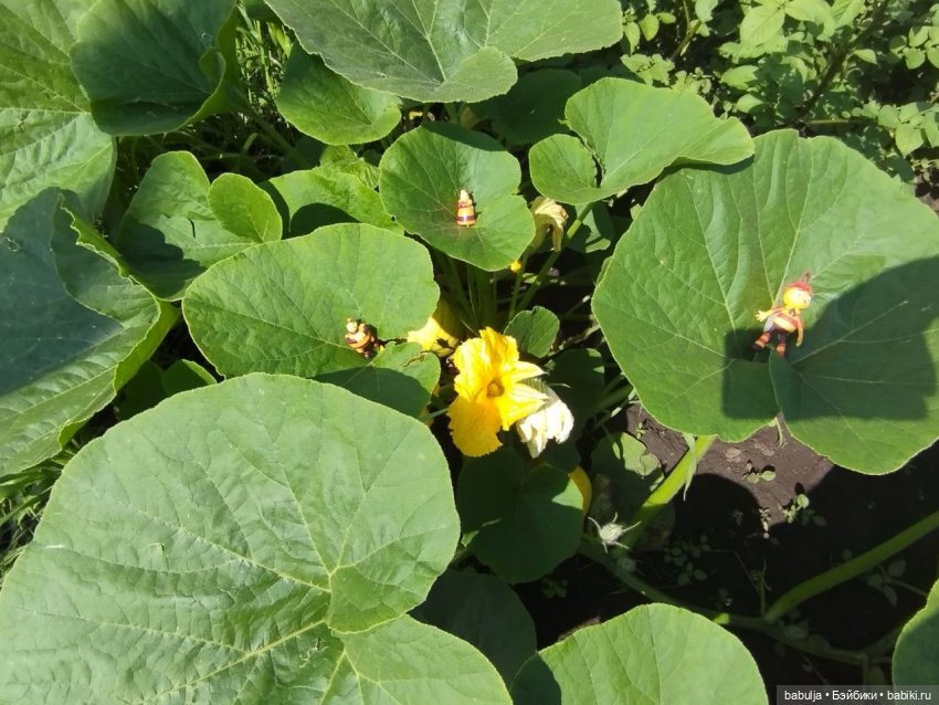 История маленькой тыковки