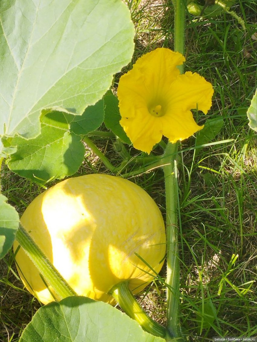 История маленькой тыковки (фото 5)