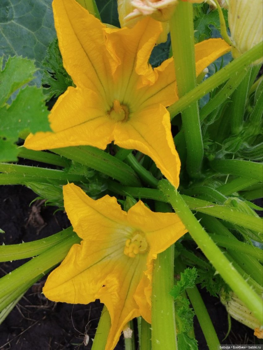 История маленькой тыковки