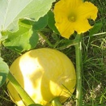 История маленькой тыковки