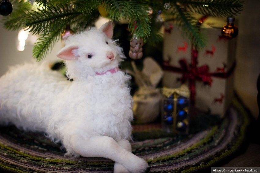 С рождеством — Гибридизация кукол BJD (БЖД): пересадка головы