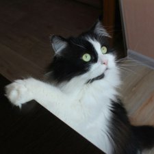 Приятно познакомится, я Миша!