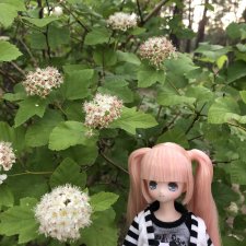 Azone Сара. Первая встреча и первая прогулка