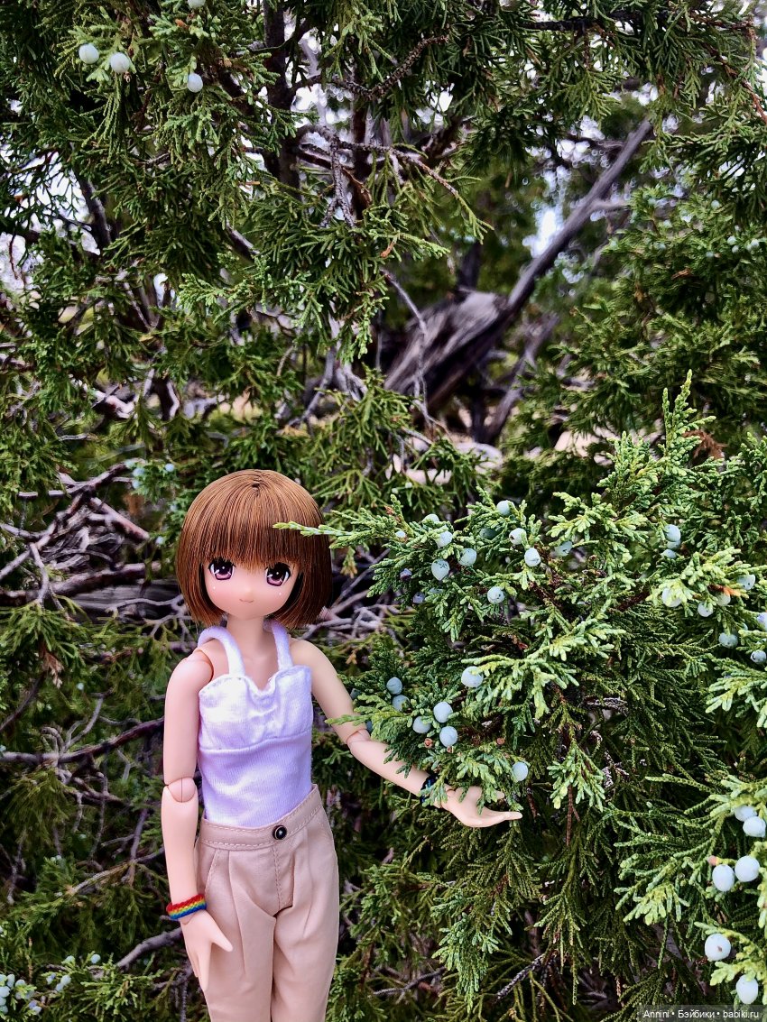 Путешествие азонок в США — Куклы Azone (Азон) и тела Pure Neemo: фото