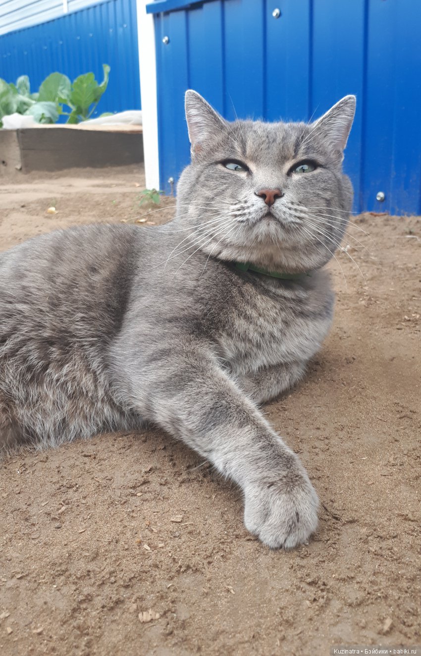 Лето Паулетты — Куклы Kidz'n'Cats (Соня Хартман): шарнирные 46 см