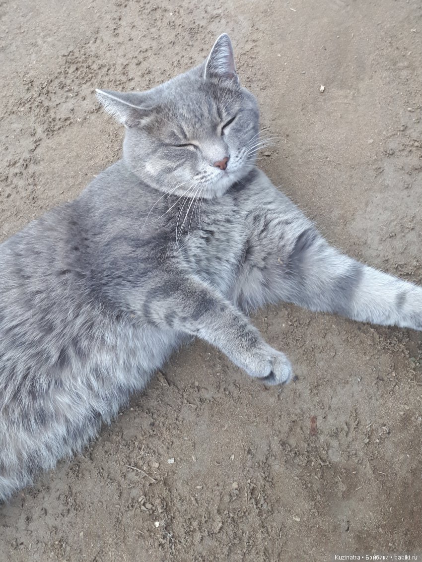 Лето Паулетты — Куклы Kidz'n'Cats (Соня Хартман): шарнирные 46 см