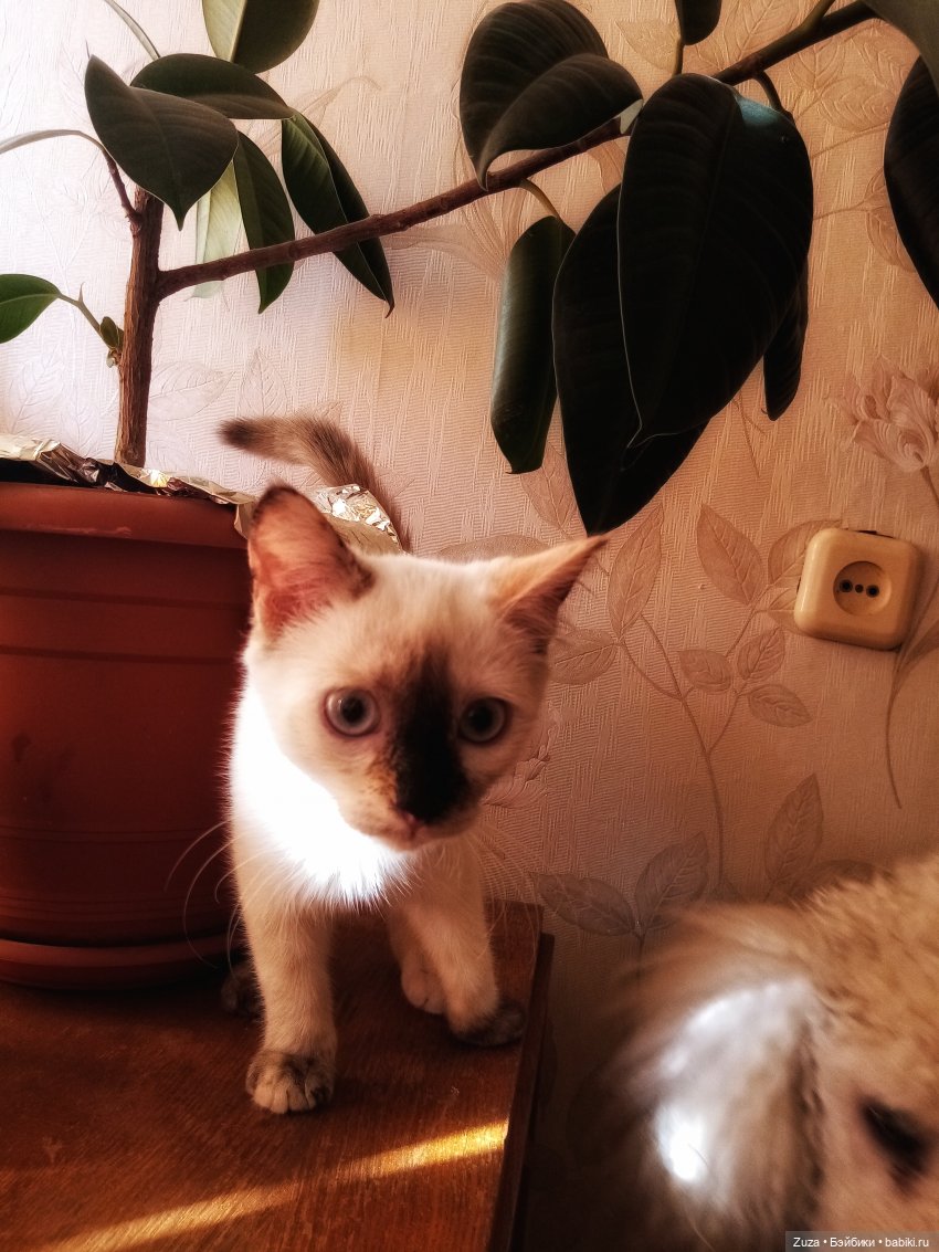 Ах эти синеглазые кошки | Бэйбики Ах эти синеглазые кошки — Авторские мишки Тедди и друзья: фото