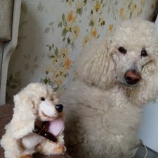 Любите ли вы пуделей?