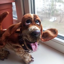 Федя, гулять!