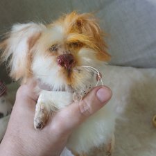 Бобик, простая дворняга