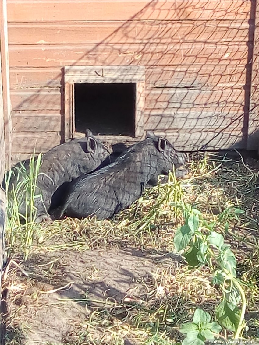Джой и лето. Путешествие в Гуселетово. Музей гуся