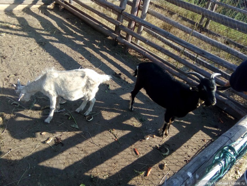 Джой и лето. Путешествие в Гуселетово. Музей гуся