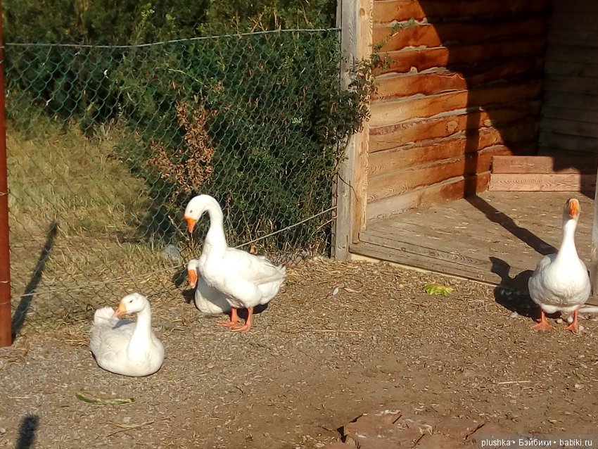 Джой и лето. Путешествие в Гуселетово. Музей гуся