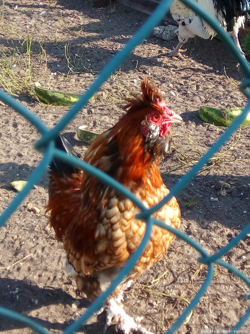 Джой и лето. Путешествие в Гуселетово. Музей гуся