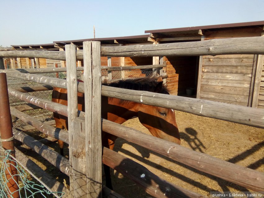 Джой и лето. Путешествие в Гуселетово. Музей гуся