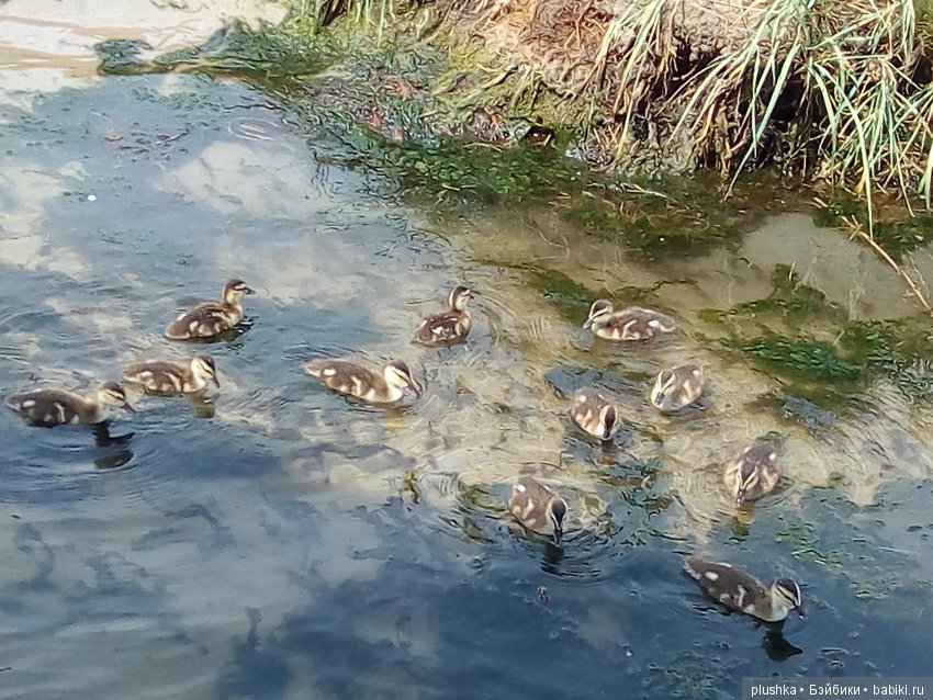 Джой и лето. Путешествие в Гуселетово. Музей гуся