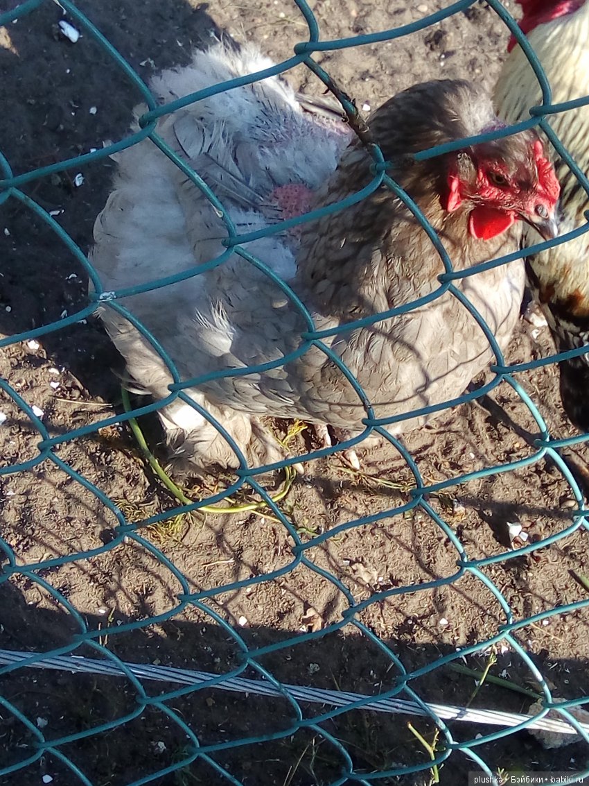 Джой и лето. Путешествие в Гуселетово. Музей гуся