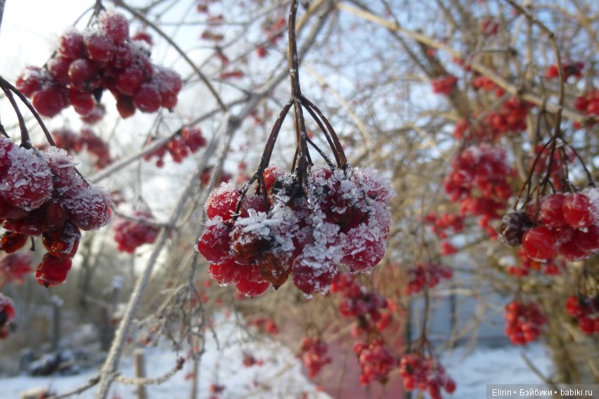 Истории Земли. Все дороги ведут в Йоль (фото 3)
