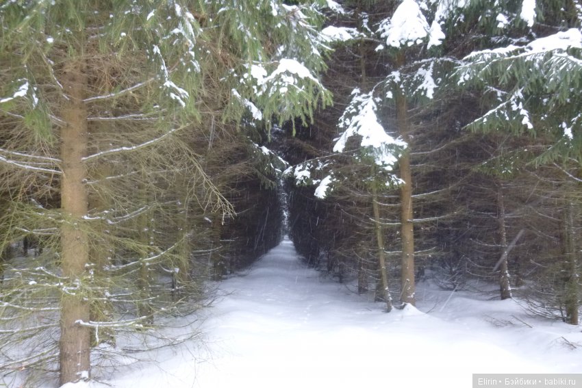 Истории Земли. Зимний сад, зимний лес и немного чудес