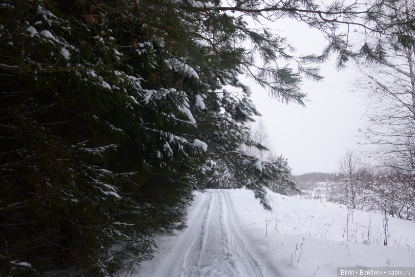 Истории Земли. Зимний сад, зимний лес и немного чудес (фото 6)