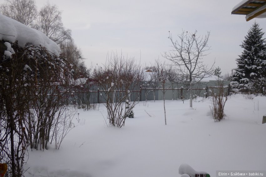 Истории Земли. Зимний сад, зимний лес и немного чудес