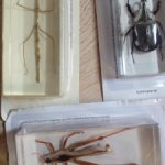 Насекомые в акриле для кукольного интерьера