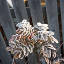 Застывшая красота