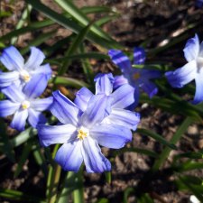 Просто цветы