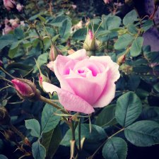 Розотерапия