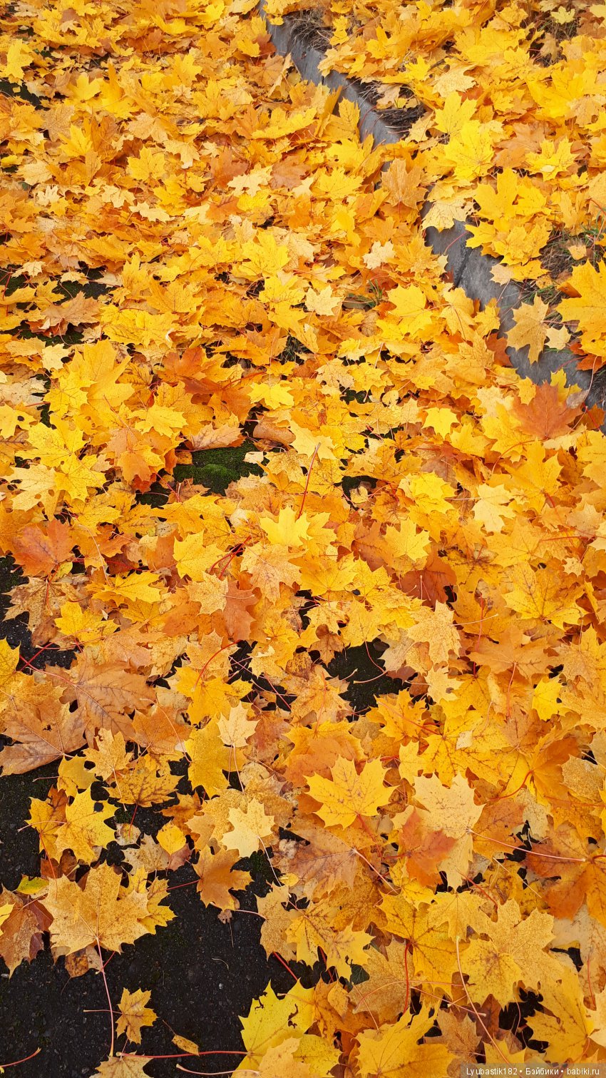 Осень — Болталка и разговоры обо всем: жизнь (фото 2)