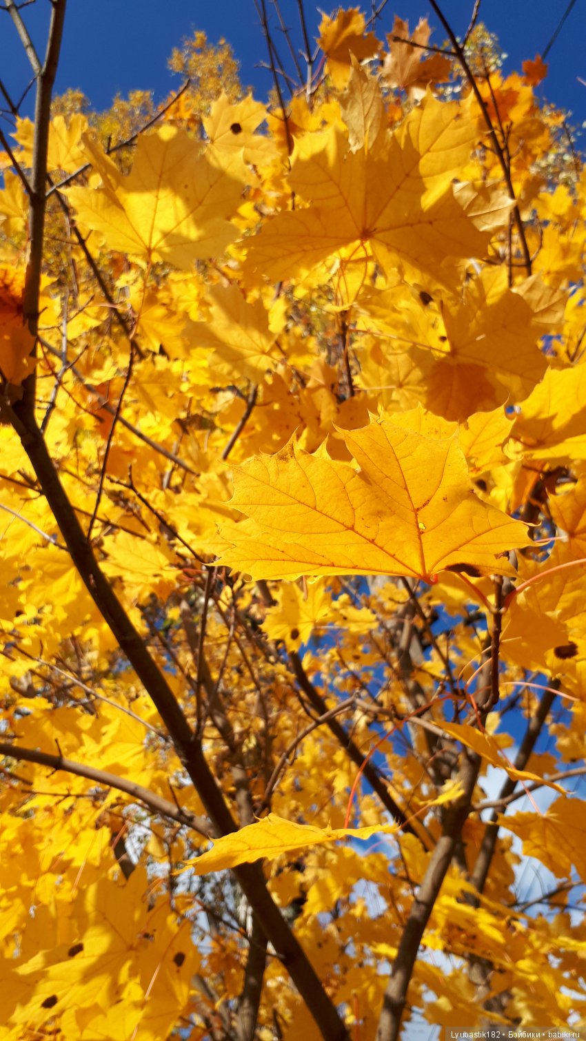 Осень — Болталка и разговоры обо всем: жизнь