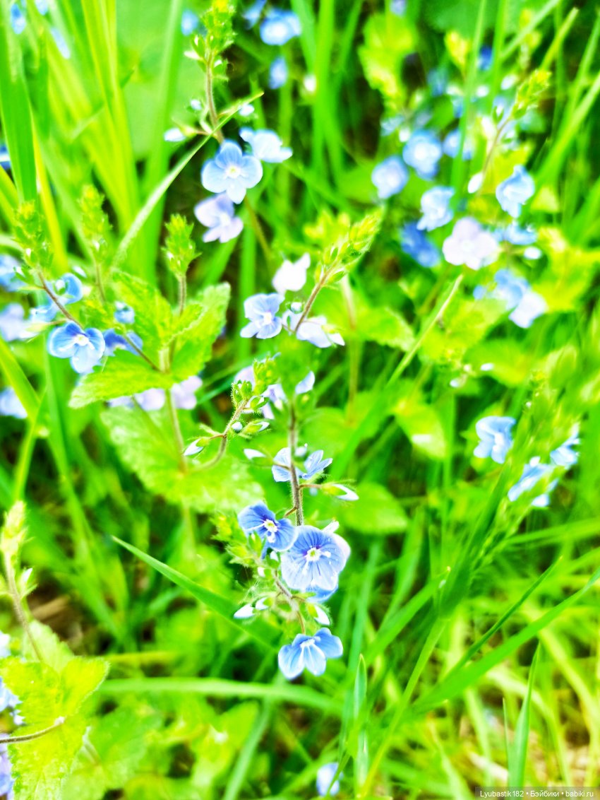 Когда Муза возвращается — Гибриды шарнирных кукол (не БЖД): подбор тела