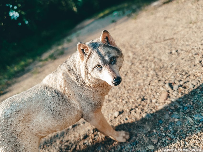 Не замечая | Бэйбики Не замечая — Коллекционные экшн (фото 2)