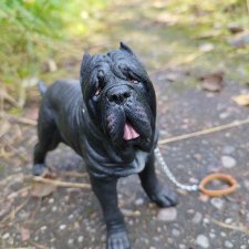 Когда гуляешь с собакой