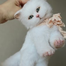 Котенок ❤️