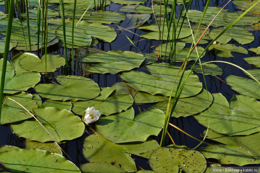Тихая гавань — Куклы Fairyland (ФэйриЛэнд): BJD (БЖД) (фото 9)