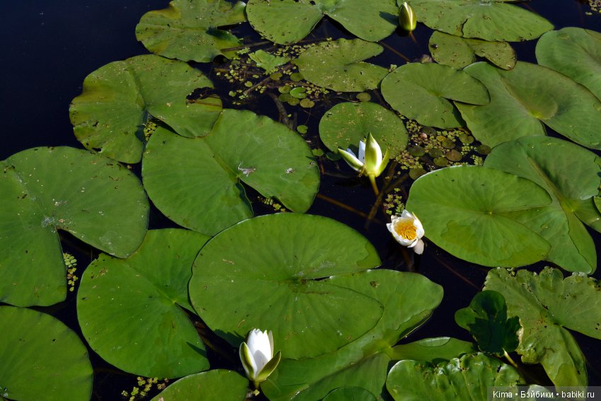 Тихая гавань — Куклы Fairyland (ФэйриЛэнд): BJD (БЖД) (фото 8)