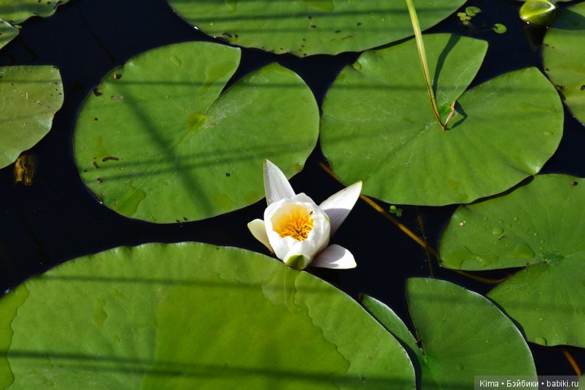 Тихая гавань — Куклы Fairyland (ФэйриЛэнд): BJD (БЖД) (фото 7)