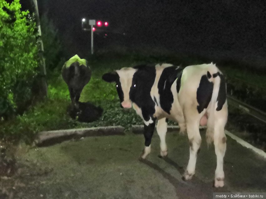 Путешественница Даки.. или поездка в Карелию