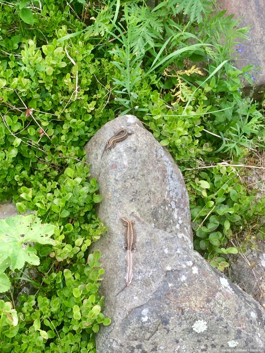 Путешествие к Онежскому Озеру...с Mamachapp Юй | Бэйбики Путешествие к Онежскому Озеру...с Mamachapp Юй